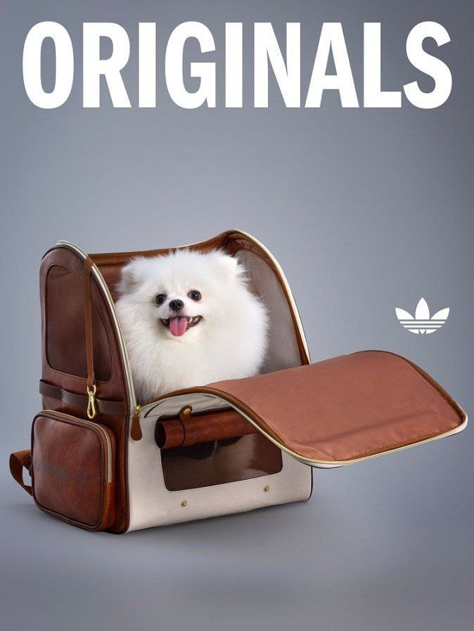 Adidas представил осенне-зимнюю коллекцию для питомцев 🐾
В неё вошли плащи с высоким воротником, жилетки, бомберы и рюкзак-переноска с окошком.
Бася, собирайся — идём на шопинг 😌 | Сетка — социальная сеть от hh.ru