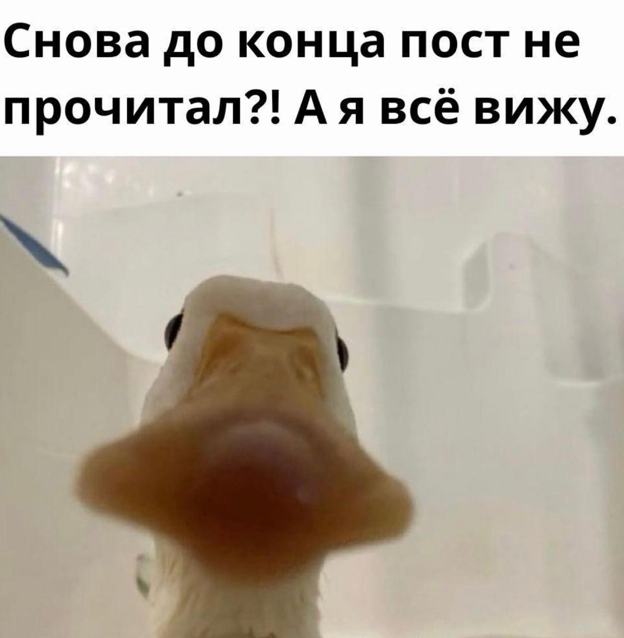 Присылай в комментарии мем сегодняшнего дня.
🌟 Пони Рупор – авторский взгляд
В этом посте были ссылки, но мы их удалили по правилам Сетки | Сетка — социальная сеть от hh.ru