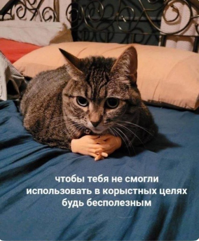 Мое тотемное животное на грядущую неделю: | Сетка — социальная сеть от hh.ru