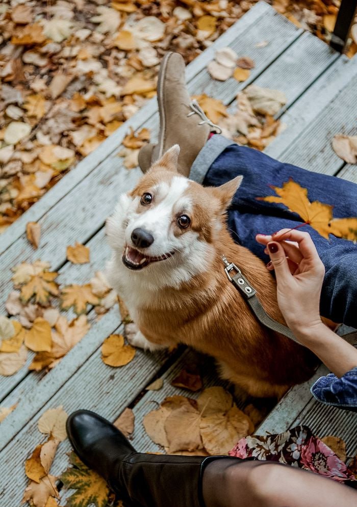 🐶Фестиваль «Добрые люди» на Хлебозаводе
4 октября 12:00-16:00
В программе: благотворительный показ мод в защиту животных, мастер-классы с кинологами, конкурс костюмов, зоо-маркет (где каждая покупка п... | Сетка — социальная сеть от hh.ru