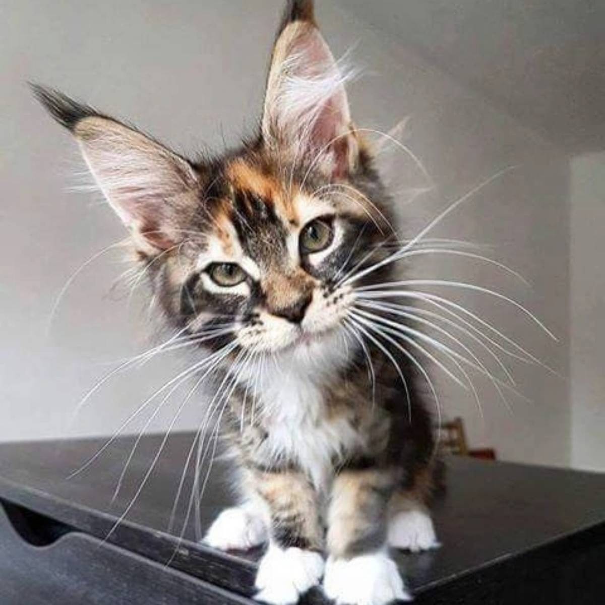 Татьяна Гурышкина