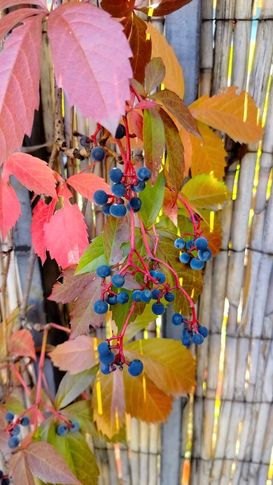 По прогнозам синоптиков следующая неделя будет 🌧дождливой, поэтому предлагаем вам в прогуляться по Москве, насладиться ☀солнечным теплом и красотой 🍂осени | Сетка — социальная сеть от hh.ru