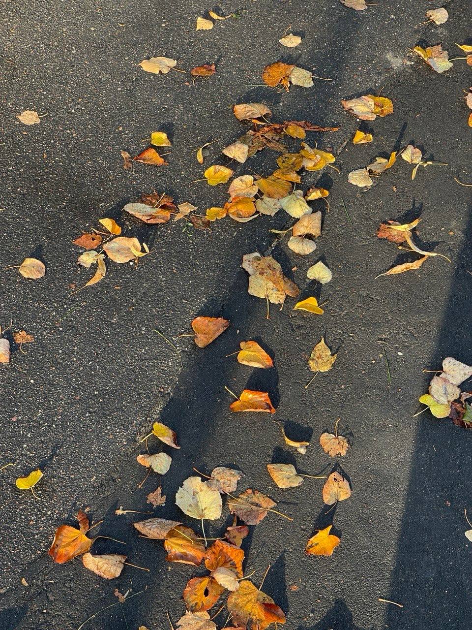 🍁Осенней красоты пост
В суете рабочих будней поймали на камеру осенние пейзажи | Сетка — социальная сеть от hh.ru