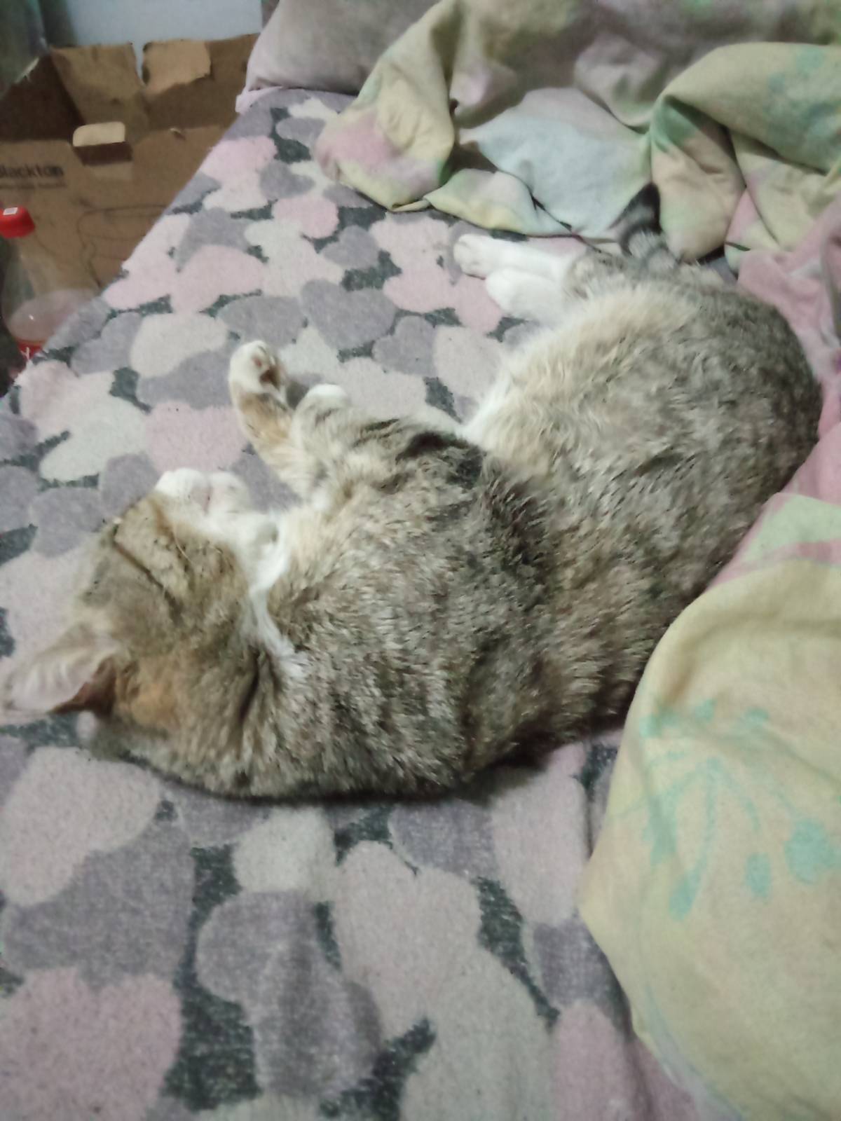 Саша Петухов