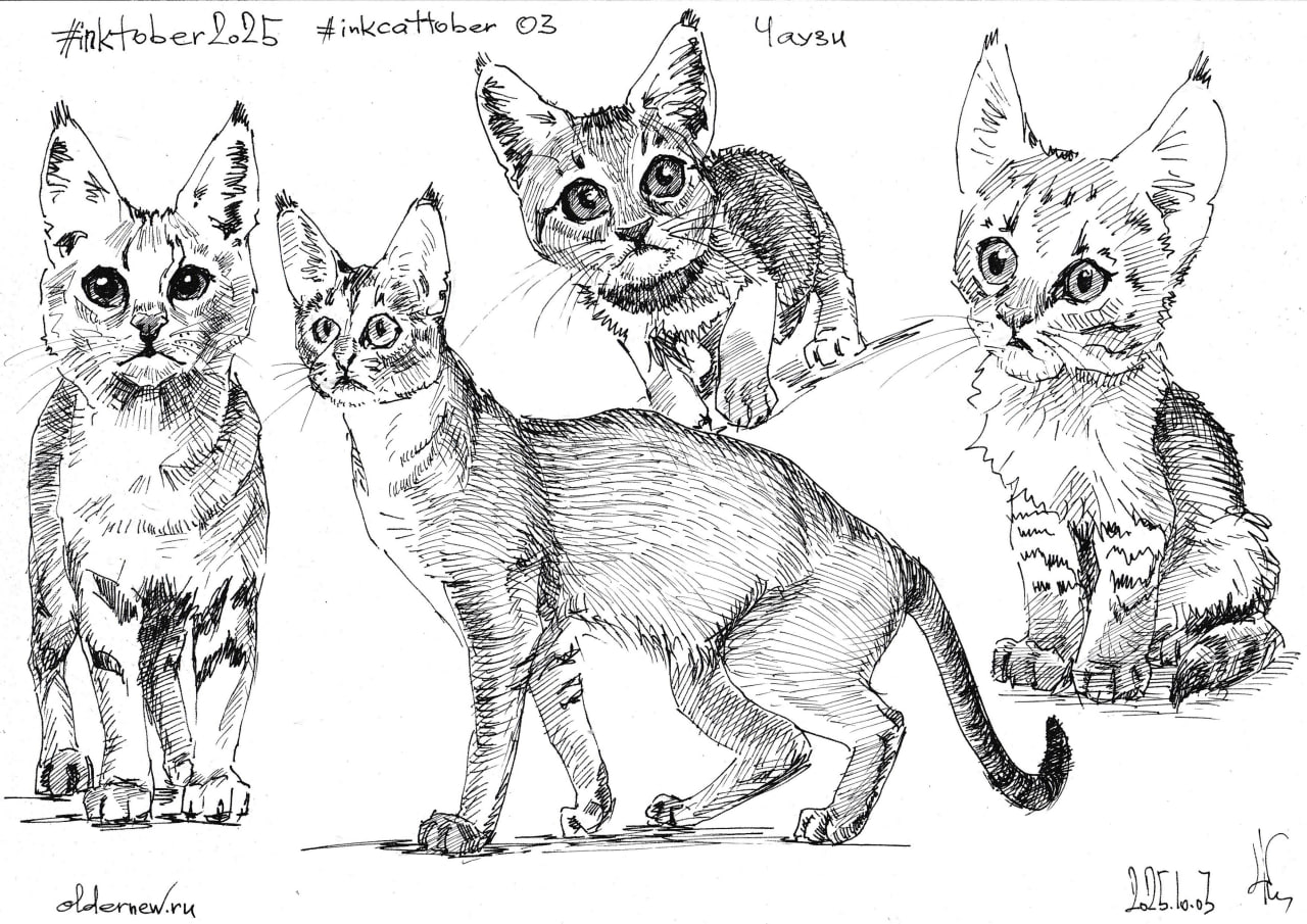 #inkcattober 03 — #Чаузи (гибридная порода кошек, результат скрещивания домашней кошки абиссинской породы с диким камышовым котом).
Чернильная ручка, чёрные чернила. | Сетка — социальная сеть от hh.ru
