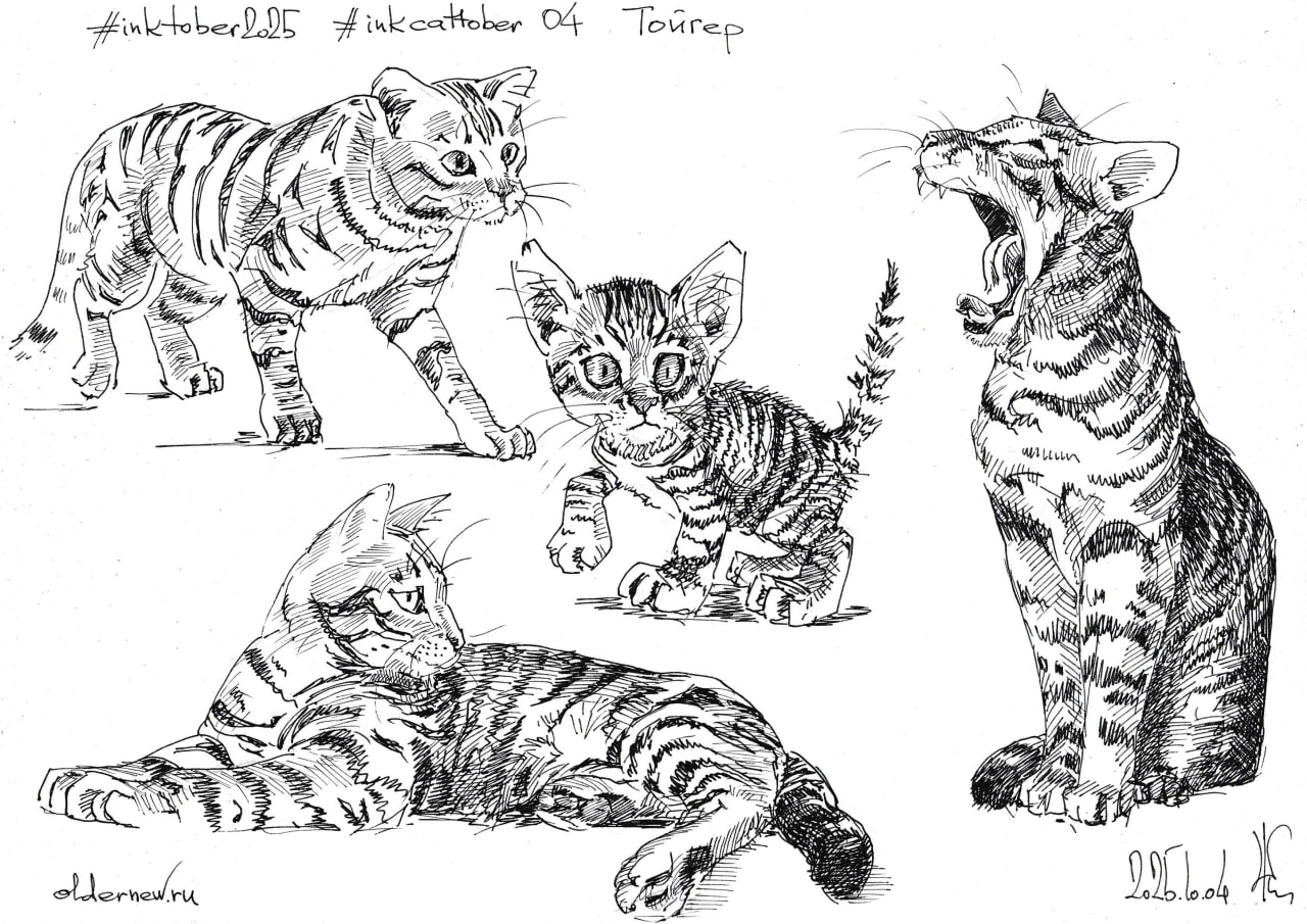 #inkcattober 04 — #Тойгер (англ. Toyger, от англ. toy — «игрушка» и tiger — «тигр»). Заводчица хотела получить кошку домашнюю добрую, но с внешностью тигра | Сетка — социальная сеть от hh.ru