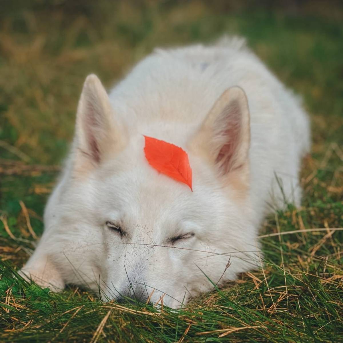 Илья Кочнов