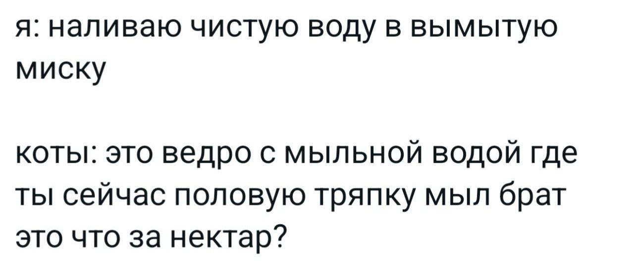 Питьё богов 😂
#Юмор@poldner #Коты@poldner | Сетка — социальная сеть от hh.ru