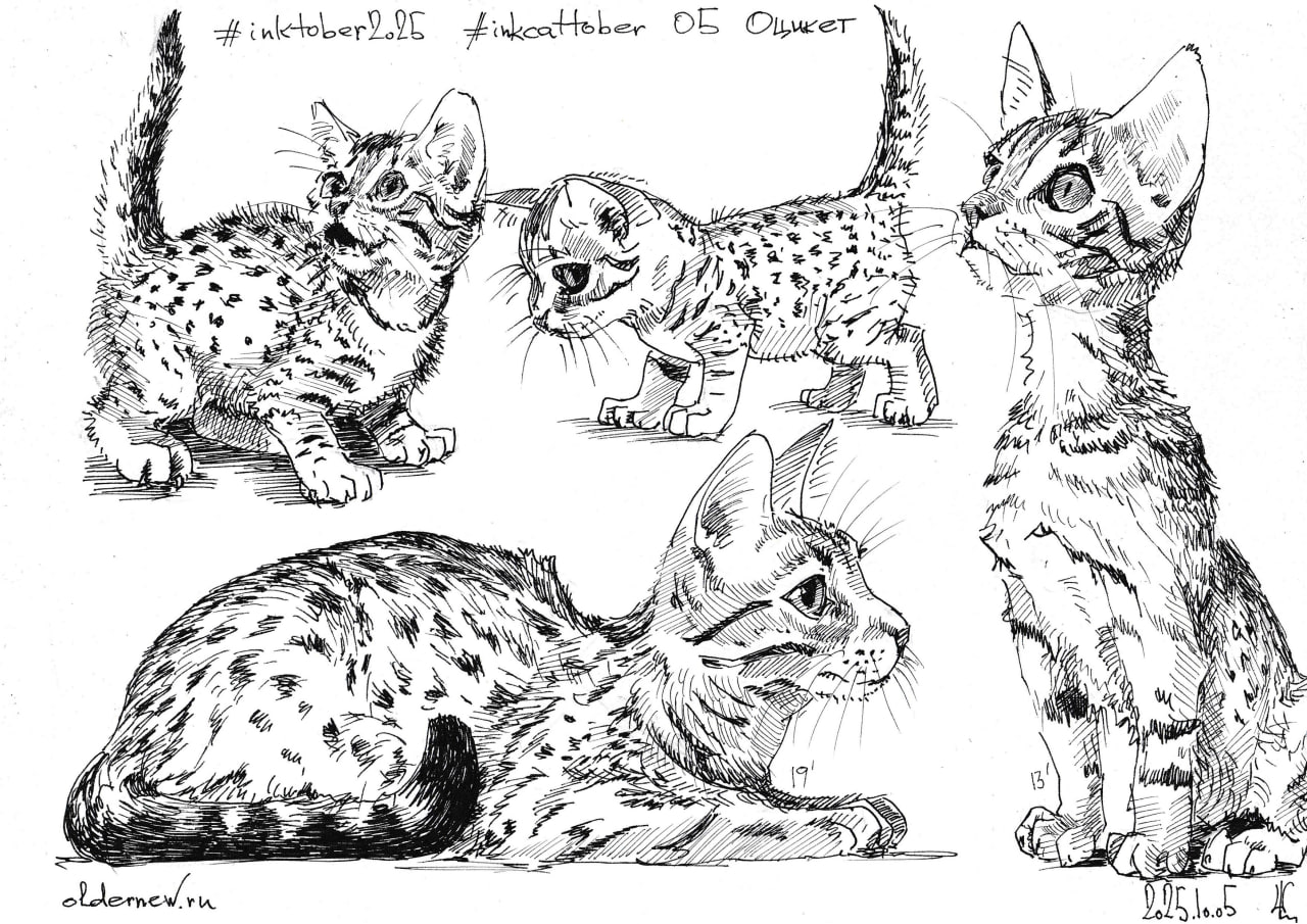 #inkcattober 05 — #Оцикет. Не имеет «дикой» крови: порода выведена путём селекции сиамских, абиссинских и американских короткошёрстных кошек.
.
Чернильная ручка, чёрные чернила. | Сетка — социальная сеть от hh.ru