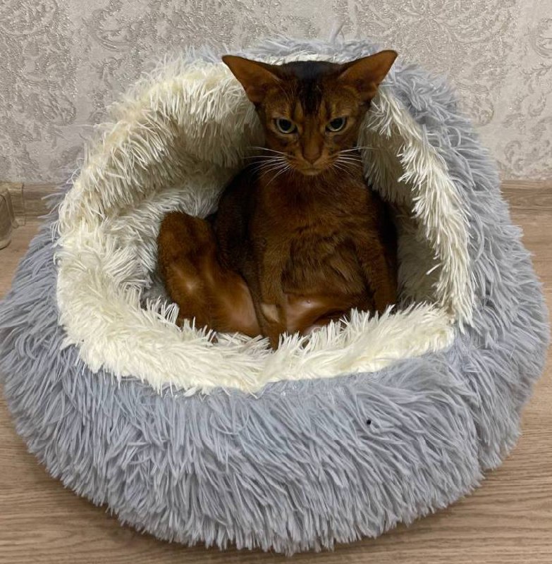 Как уже понедельник?
Что нужно вставать и делать работу ?
#Дуся #Понедельник #Котики | Сетка — социальная сеть от hh.ru