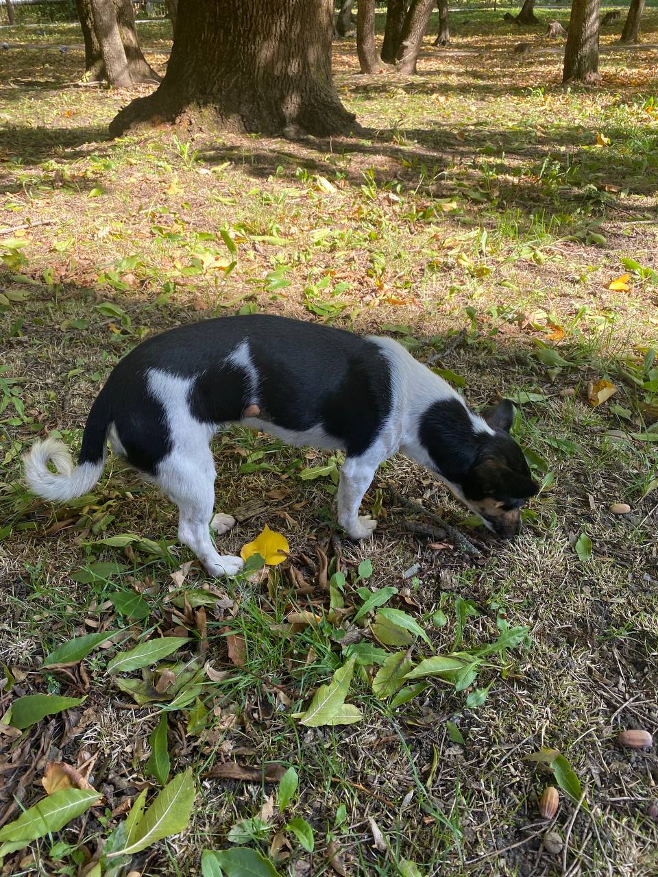 🐶 Милашка-потеряшка ищет хозяина
Бродит на территории Детской краевой больницы.
От подписчицы
📲 Что-то на Ставропольском в MAX | Сетка — социальная сеть от hh.ru