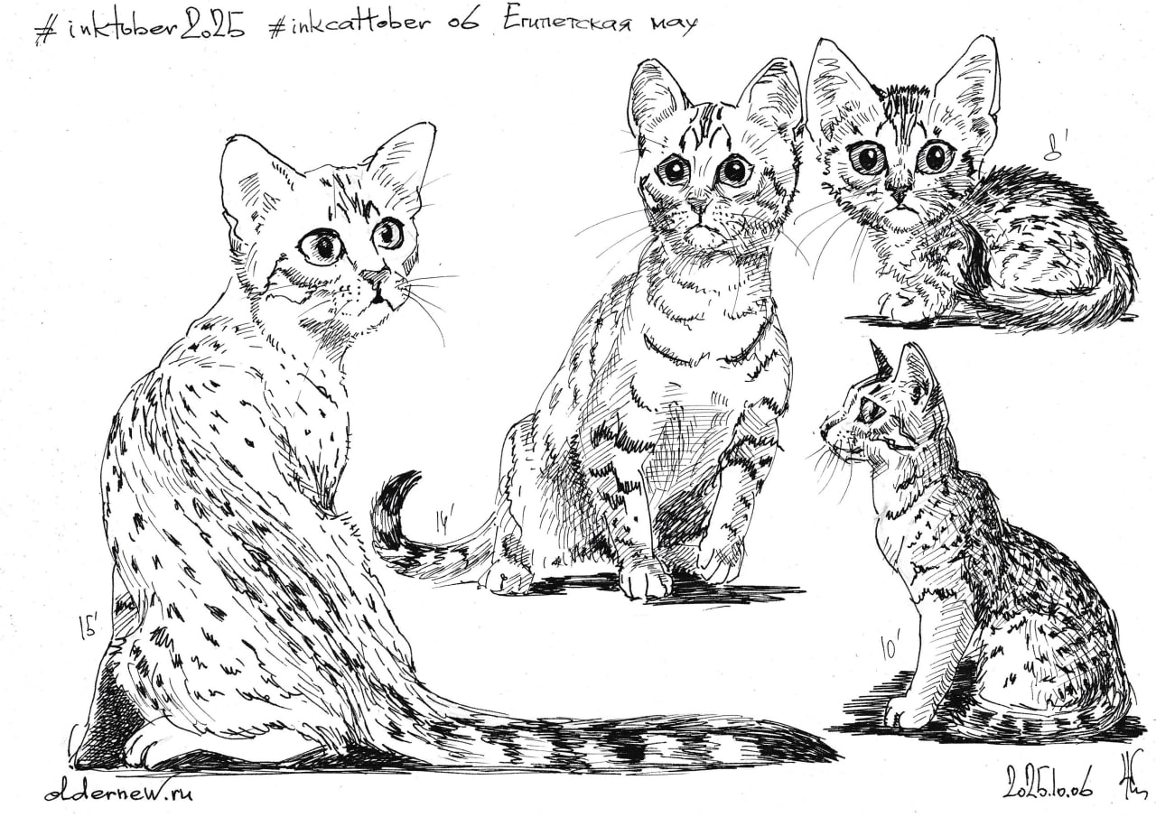 #inkcattober 06 — #ЕгипетскаяМау. Выведена в США в 1950-х годах на основе потомства пятнистой кошки, привезённой из Египта | Сетка — социальная сеть от hh.ru