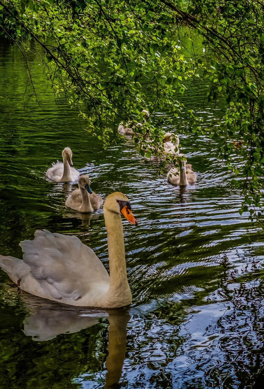 Где можно успеть понаблюдать за лебедями до наступления холодов?🦢
📍Ландшафтный парк «Митино»
Здесь обитают 23 лебедя-шипуна
📍Музей-заповедник «Царицыно»
Можно встретить два белоснежных лебедя и пять л... | Сетка — социальная сеть от hh.ru
