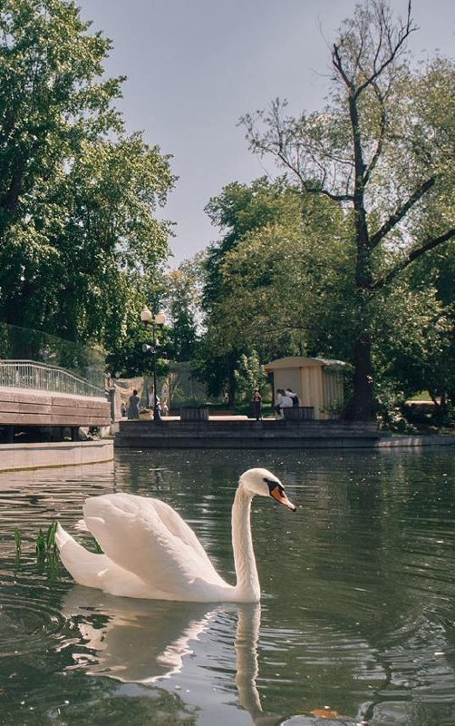 Где можно успеть понаблюдать за лебедями до наступления холодов?🦢
📍Ландшафтный парк «Митино»
Здесь обитают 23 лебедя-шипуна
📍Музей-заповедник «Царицыно»
Можно встретить два белоснежных лебедя и пять л... | Сетка — социальная сеть от hh.ru