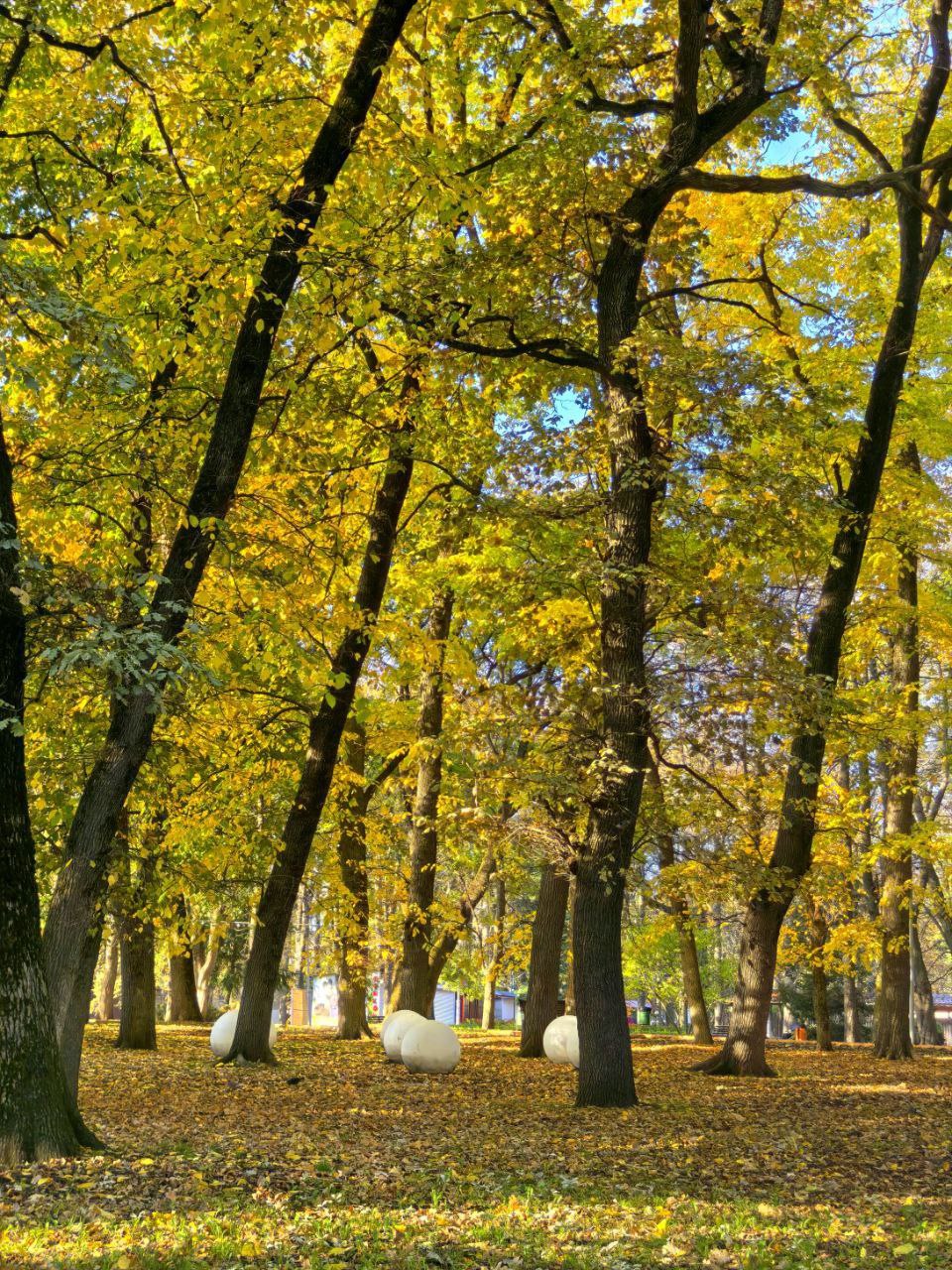 🍂Волшебство ставропольского леса
Осень — это вторая весна, когда каждый лист — цветок.
📸 zarisovki26ru
📲 Что-то на Ставропольском в MAX | Сетка — социальная сеть от hh.ru
