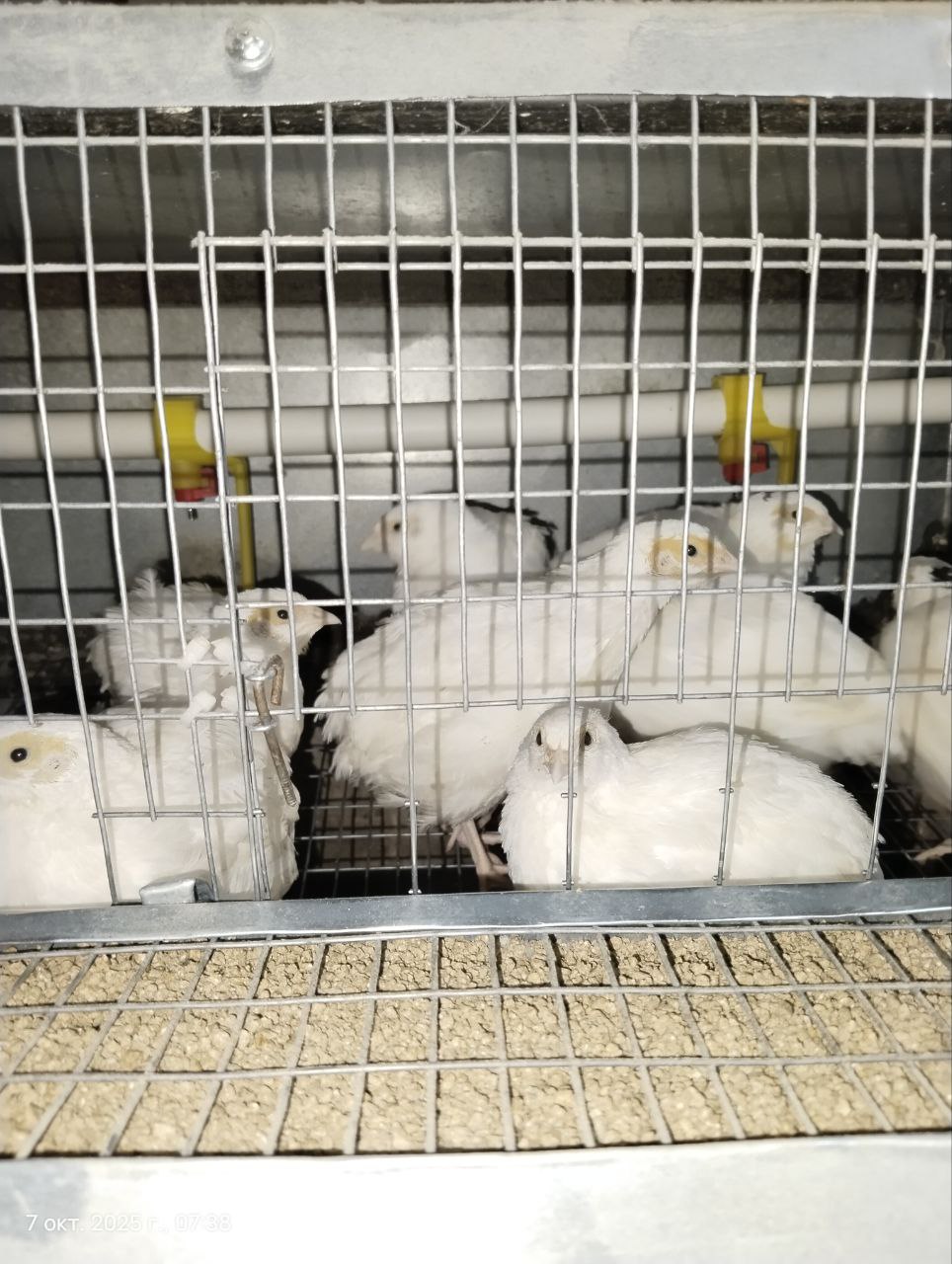 Выросли и переехали на пмж во взрослые клетки! | Сетка — социальная сеть от hh.ru