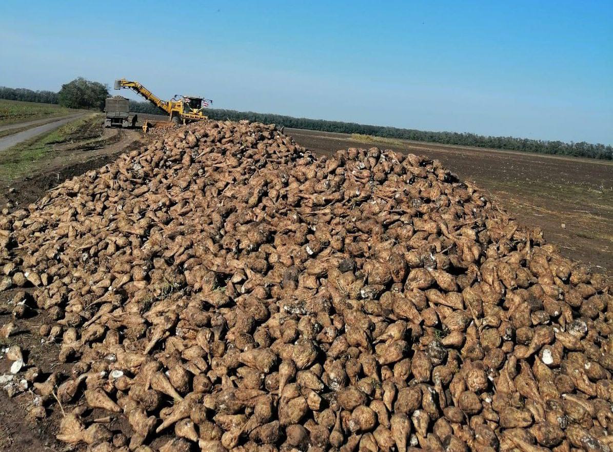 Уже более 900 тысяч тонн сахарной свеклы собрали ставропольские аграрии🌿
Это около 70% от запланированного объема! Об этом рассказал губернатор края Владимир Владимиров | Сетка — социальная сеть от hh.ru