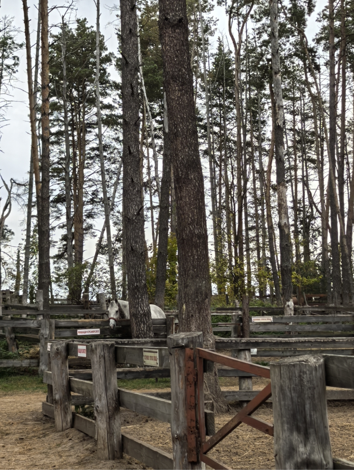 Поцелуй кобылы или Как я нашла новую фобию в отеле Русский. | Сетка — социальная сеть от hh.ru