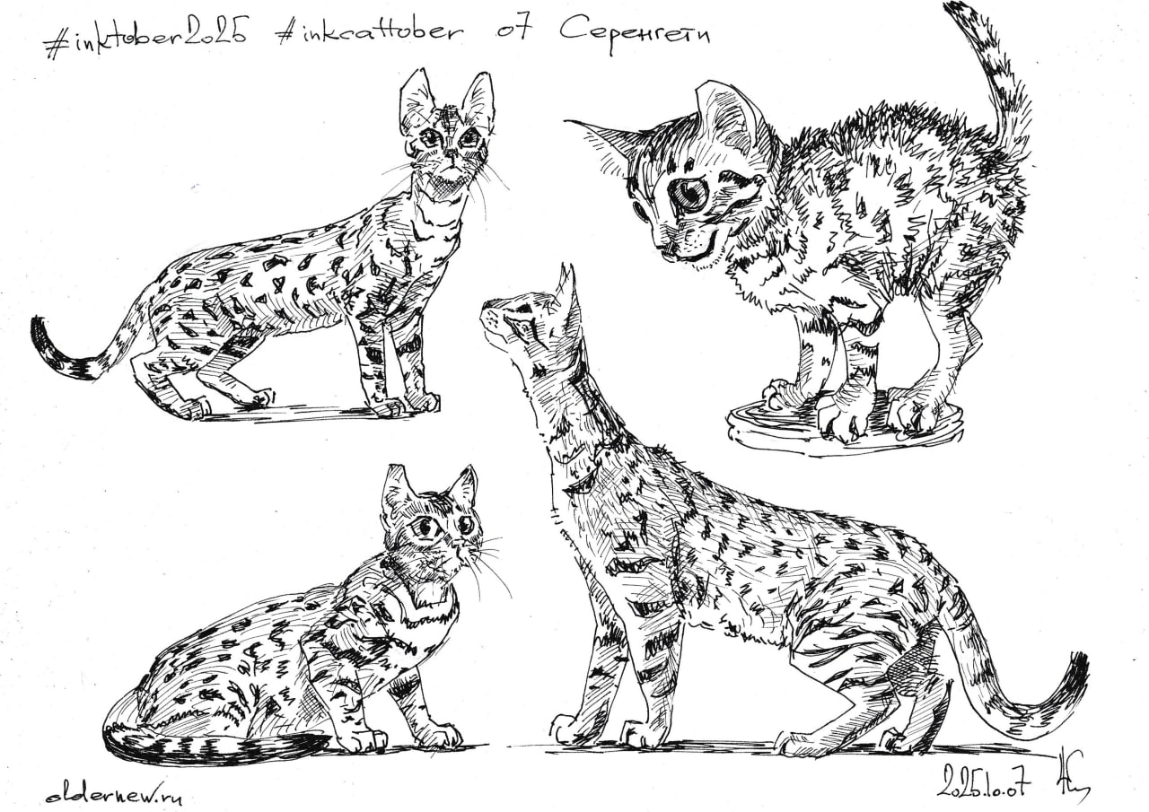 #inkcattober 07 — #Серенгети. Выведена в США в начале 1990-х. Старались вывести кошку, внешне напоминающую диких африканских сервалов, но при этом подходящую для жизни в домашних условиях | Сетка — социальная сеть от hh.ru