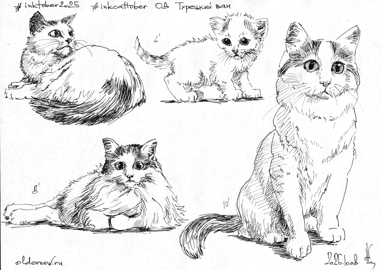 #inkcattober 08 — #ТурецкийВан | Сетка — социальная сеть от hh.ru