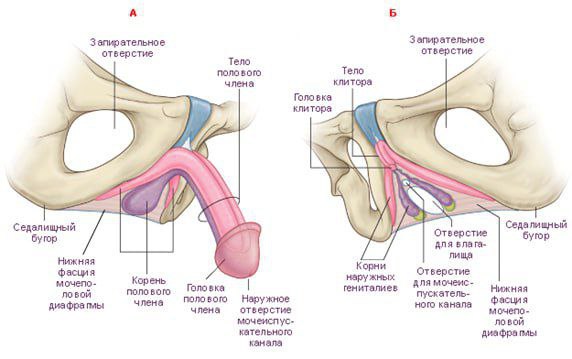 Немного скучной анатомии.
Люди развиваются из одной клетки.
В эмбрионе заложены сразу все ткани для обоих полов | Сетка — социальная сеть от hh.ru