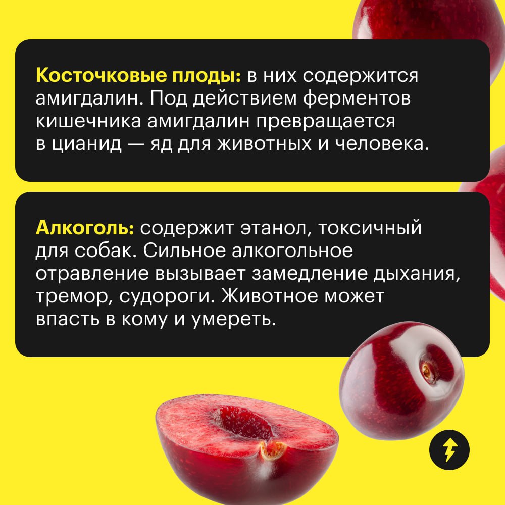 Как бы хвостики этого ни хотели, им не все можно с нашего стола.
🟣 Собрали 10 продуктов, которые могут сильно навредить здоровью собаки | Сетка — социальная сеть от hh.ru