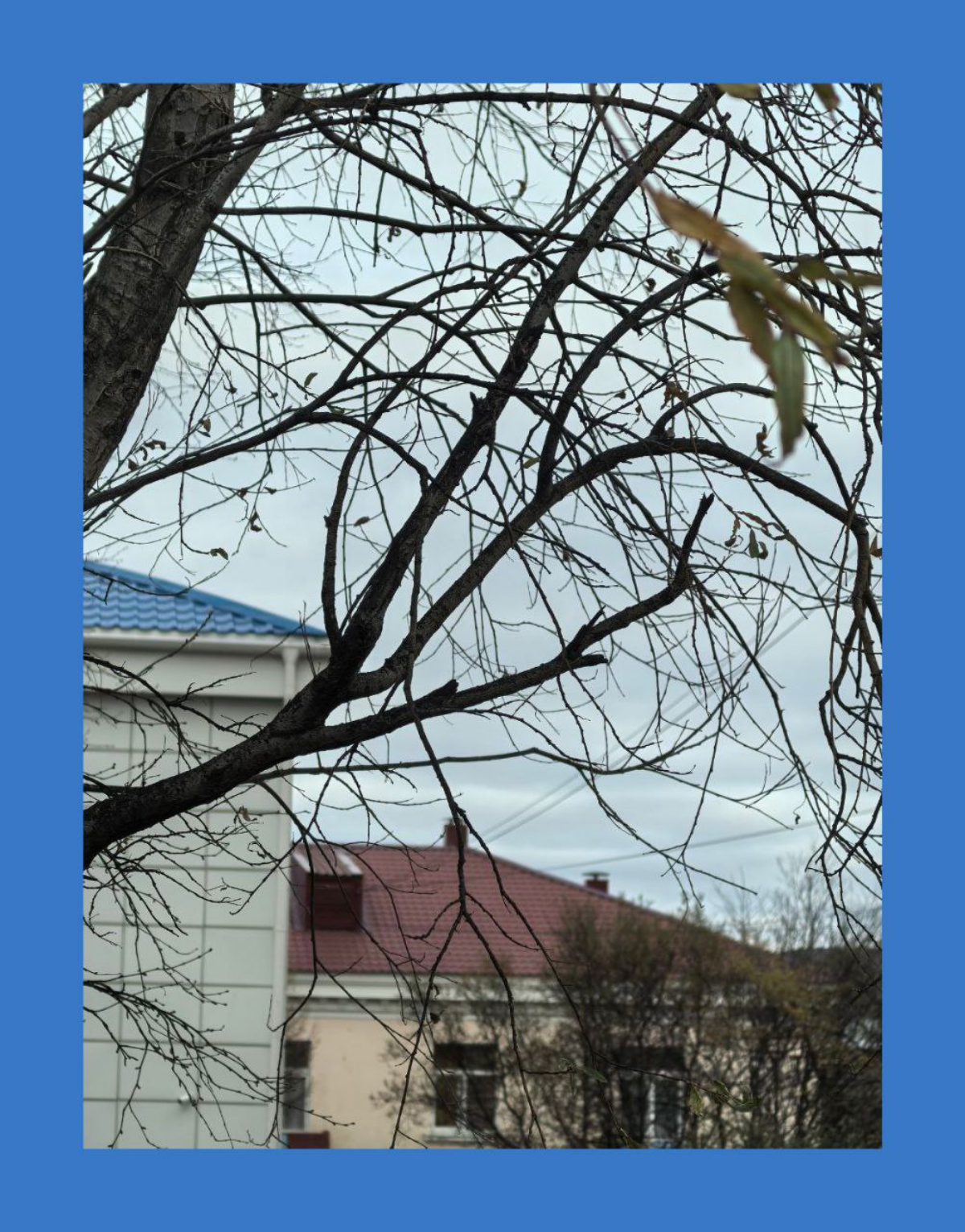 Ушедший лист / Gone leaf | Сетка — социальная сеть от hh.ru