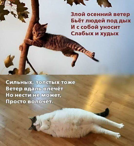 Гимн этой осени 😂
#Юмор@poldner #Коты@poldner | Сетка — социальная сеть от hh.ru