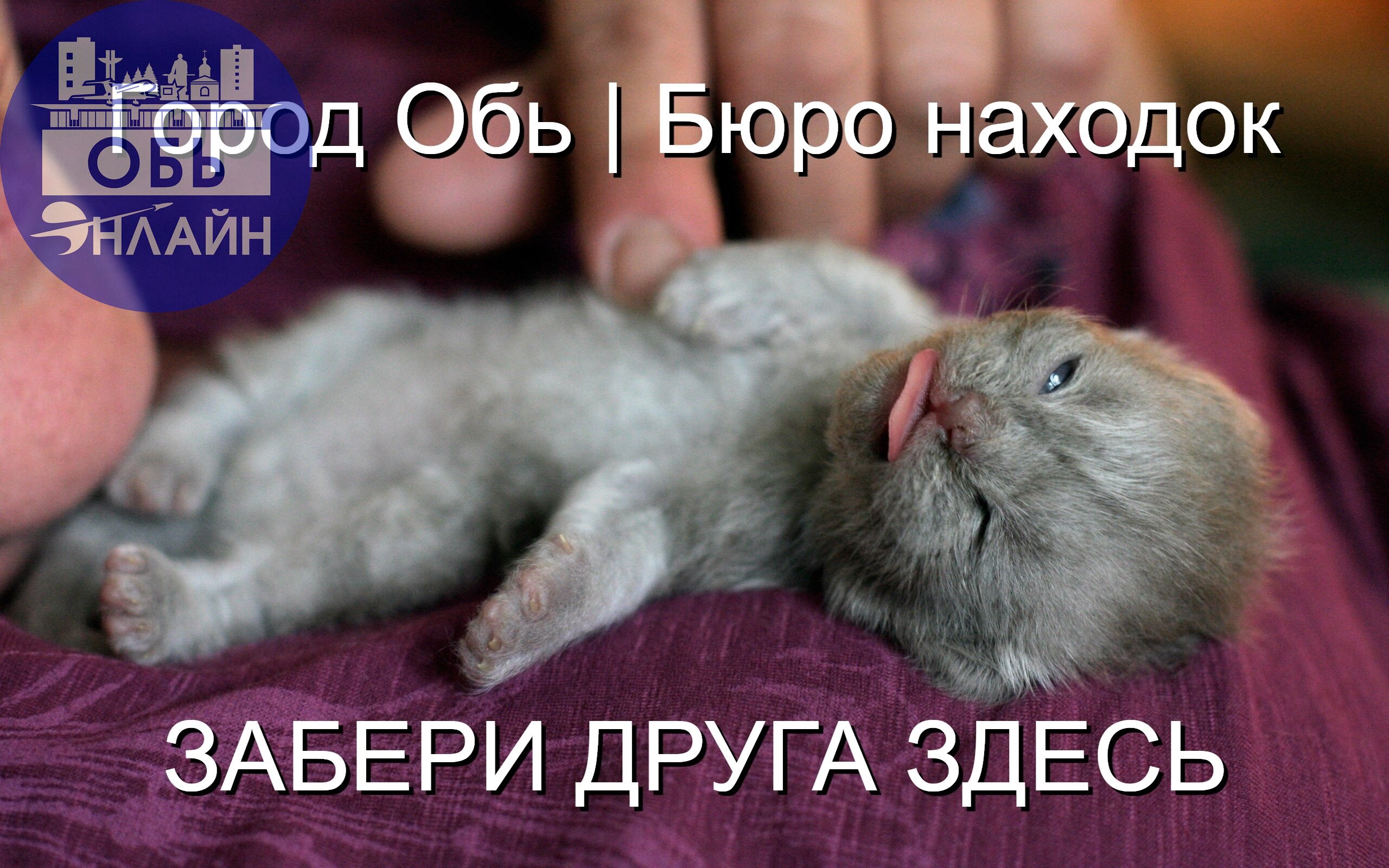 ↗ А у вас сегодня кошка
Родила вчера котят?
Публикуй в Бюро находок,
Там котят всегда хотят!
Забери друга здесь:
https://vk.com/ob.poisk
vk.ru
Подробнее на https://vk.com/ob | Сетка — социальная сеть от hh.ru