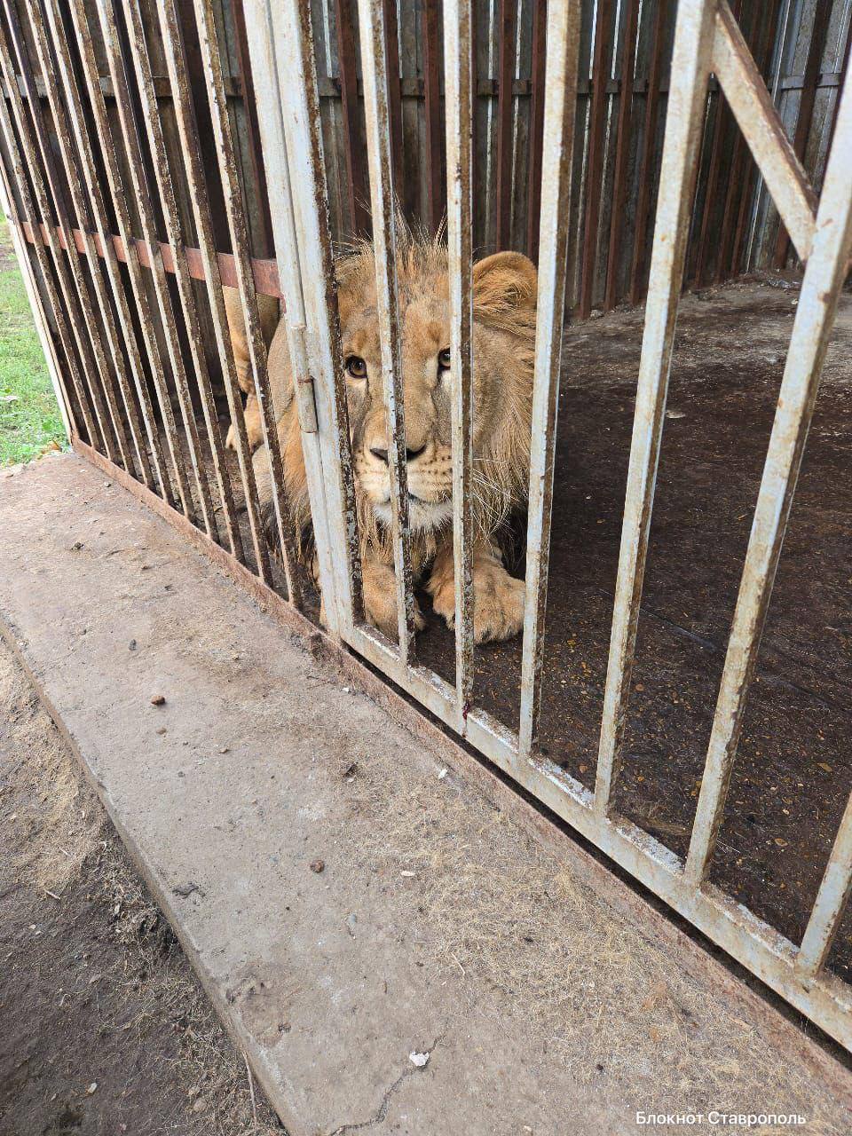 🦁История полуторагодовального льва Симбы, изъятого у жителя Ставрополья, получила счастливый финал
Хищник, которого держали в клетке в частном доме на хуторе Красночервонный, обрел новый дом в Симферо... | Сетка — социальная сеть от hh.ru