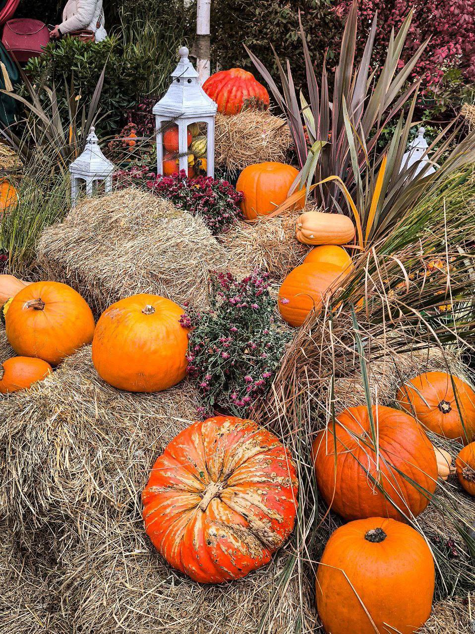 🎃 Напоминаем, что на Манежной площади проходит гастрономический фестиваль
До 12 октября 11:00-22:00
Здесь можно отправиться в настоящее кулинарное путешествие: от русских кулебяк и борща до сербской п... | Сетка — социальная сеть от hh.ru