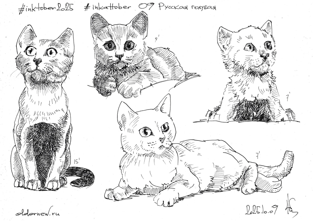#inkcattober 08 — #РусскаяГолубая. Второе название — архангельская голубая. Порода началась на Русском Севере, в районе Архангельска. В XIX веке русские голубые попали в Англию на торговых кораблях | Сетка — социальная сеть от hh.ru