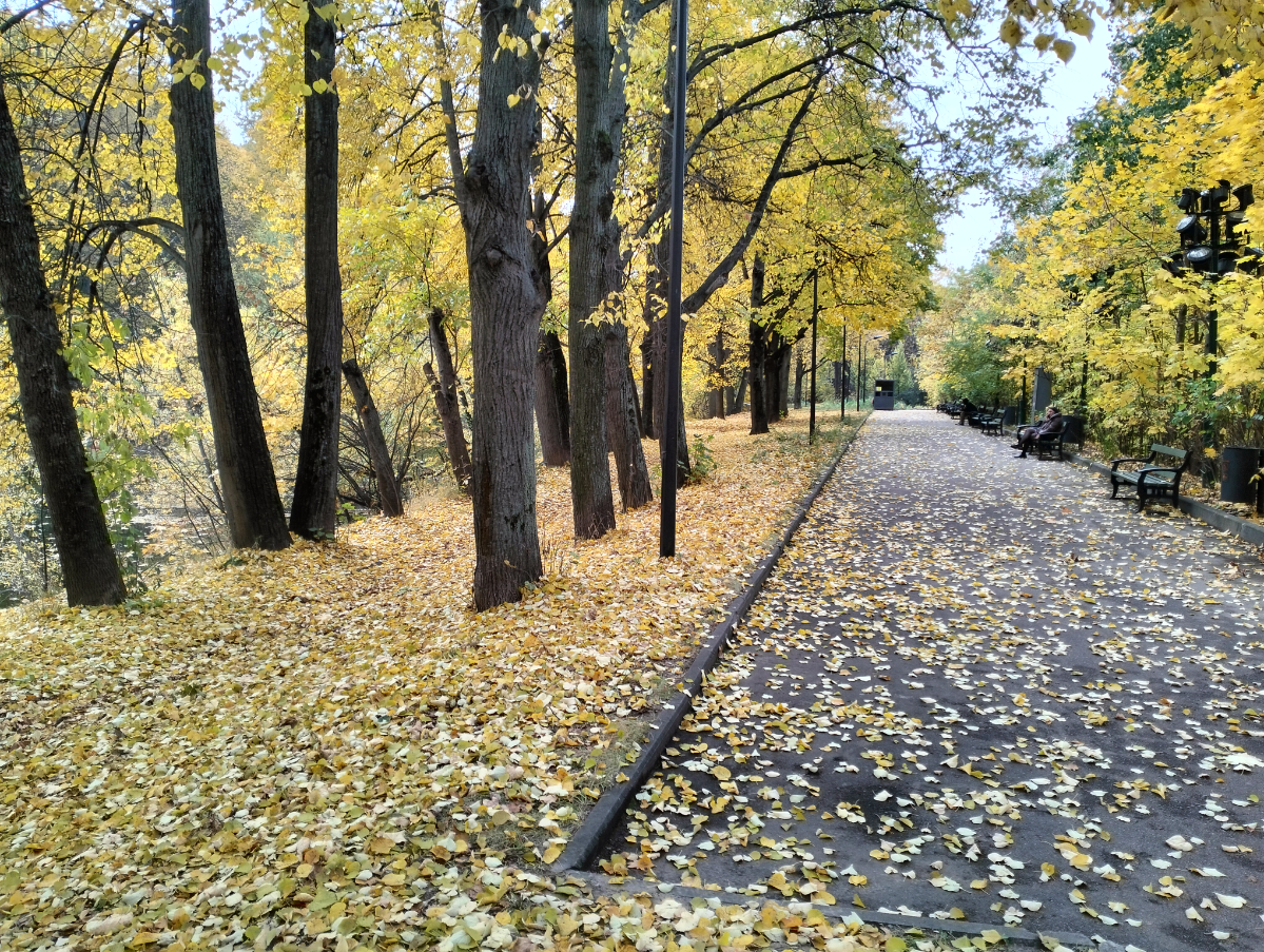 😍🍂🍁 РАН, Андреевские пруды, Лужники 🙂 | Сетка — социальная сеть от hh.ru