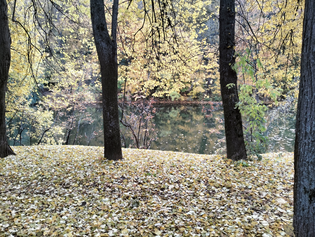 😍🍂🍁 РАН, Андреевские пруды, Лужники 🙂 | Сетка — социальная сеть от hh.ru