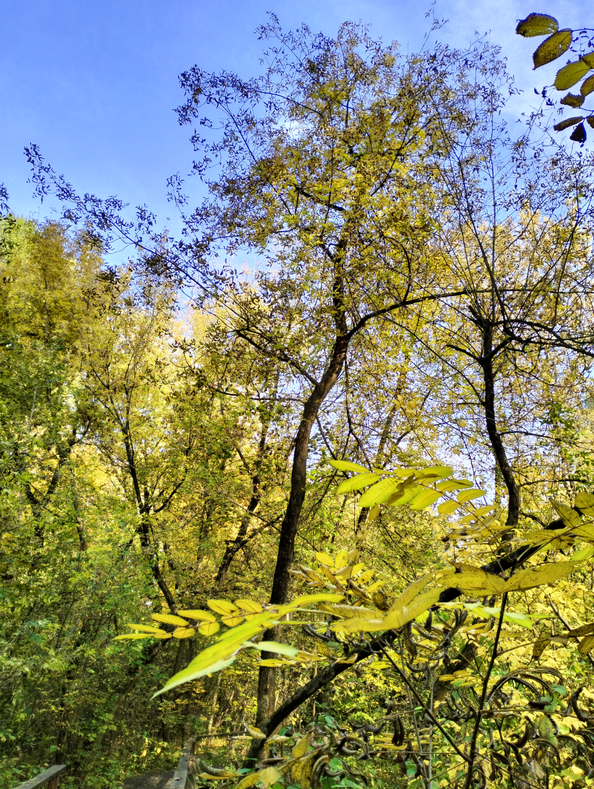 😍🍂🍁 РАН, Андреевские пруды, Лужники 🙂 | Сетка — социальная сеть от hh.ru