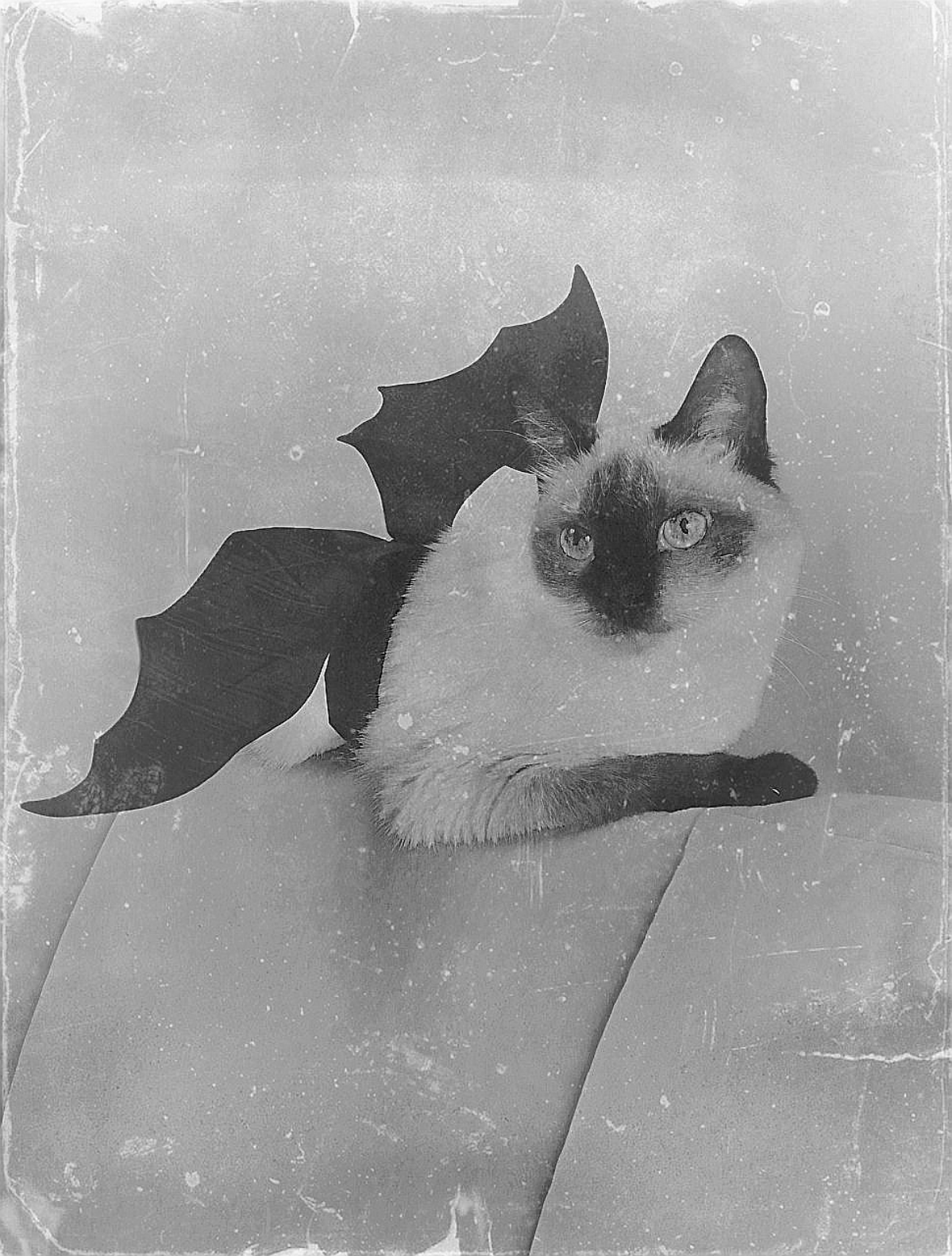 🎃 | Сетка — социальная сеть от hh.ru