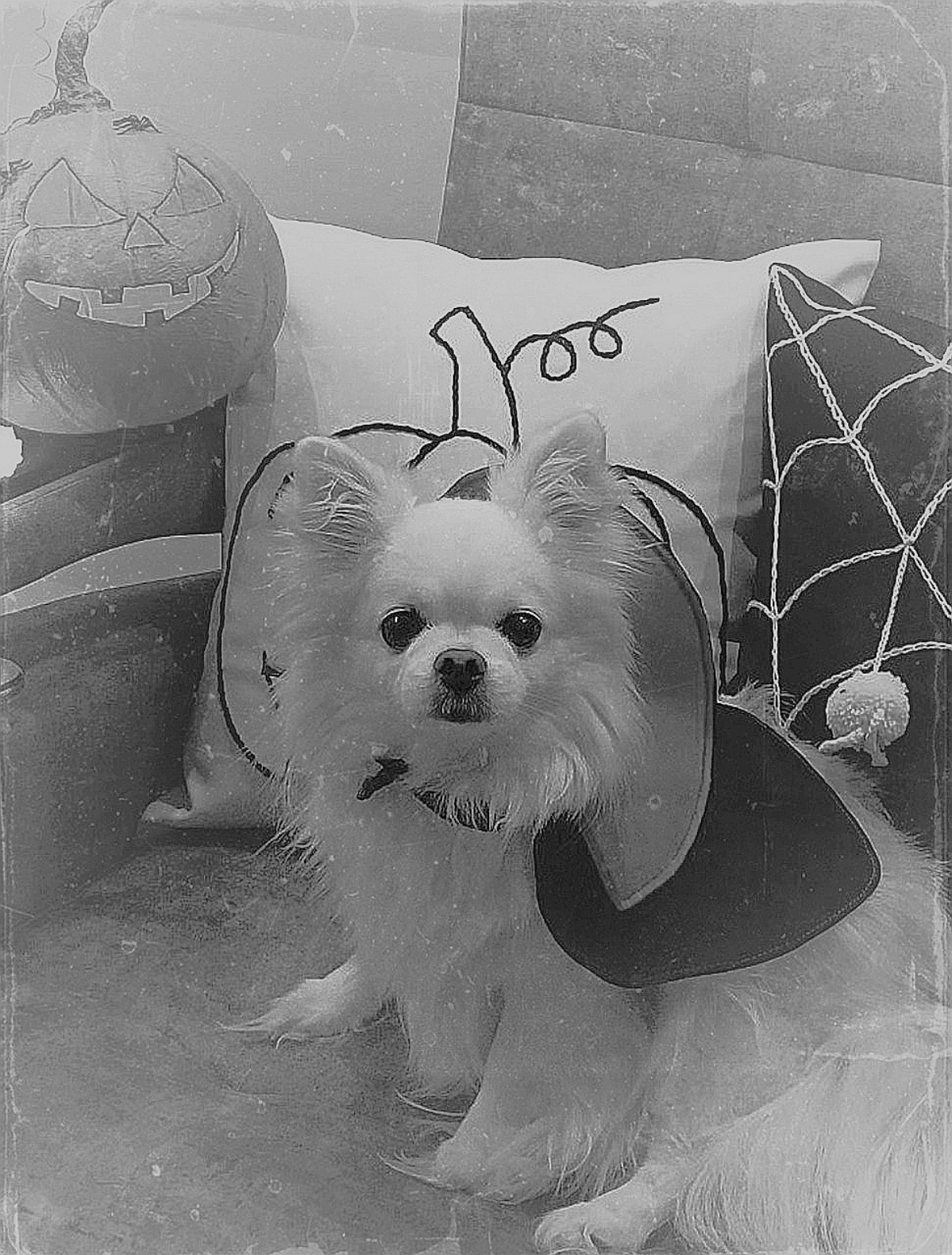 🎃 | Сетка — социальная сеть от hh.ru