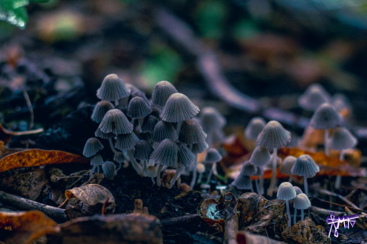 В лесной тишине слышно биение сердца... и щелчок затвора 🌲 | Сетка — социальная сеть от hh.ru