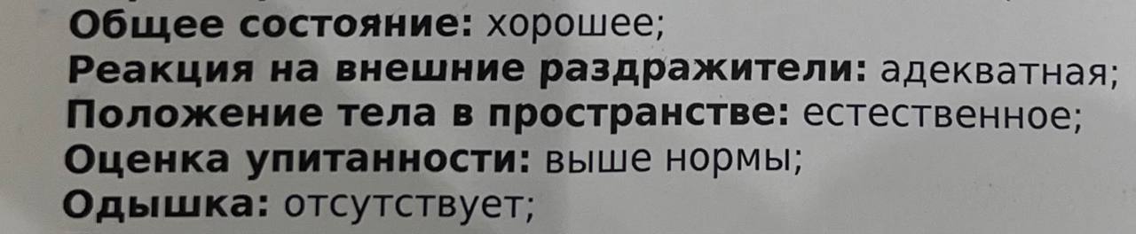 Самое комплиментарное описание, что я видела.
Да, «оценка упитанности: выше нормы» это достоинство, особенно, если вы — кот) | Сетка — социальная сеть от hh.ru