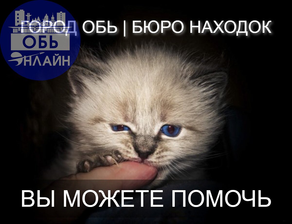 ↗ Кто котькам помогает - не тратит время зря.
Коты найдут хозяев Бюро благодаря.
Забери друга здесь:
vk.com/ob.poisk
vk.ru
Подробнее на https://vk.com/ob.gorod
#городобь #городобьонлайн #толмачево | Сетка — социальная сеть от hh.ru