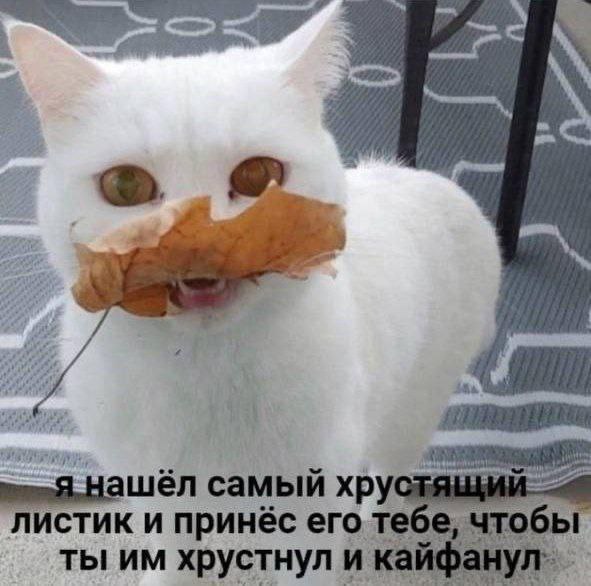 Лучшая поддержка в трудную минуту ❤️
#Юмор@poldner #Коты@poldner | Сетка — социальная сеть от hh.ru