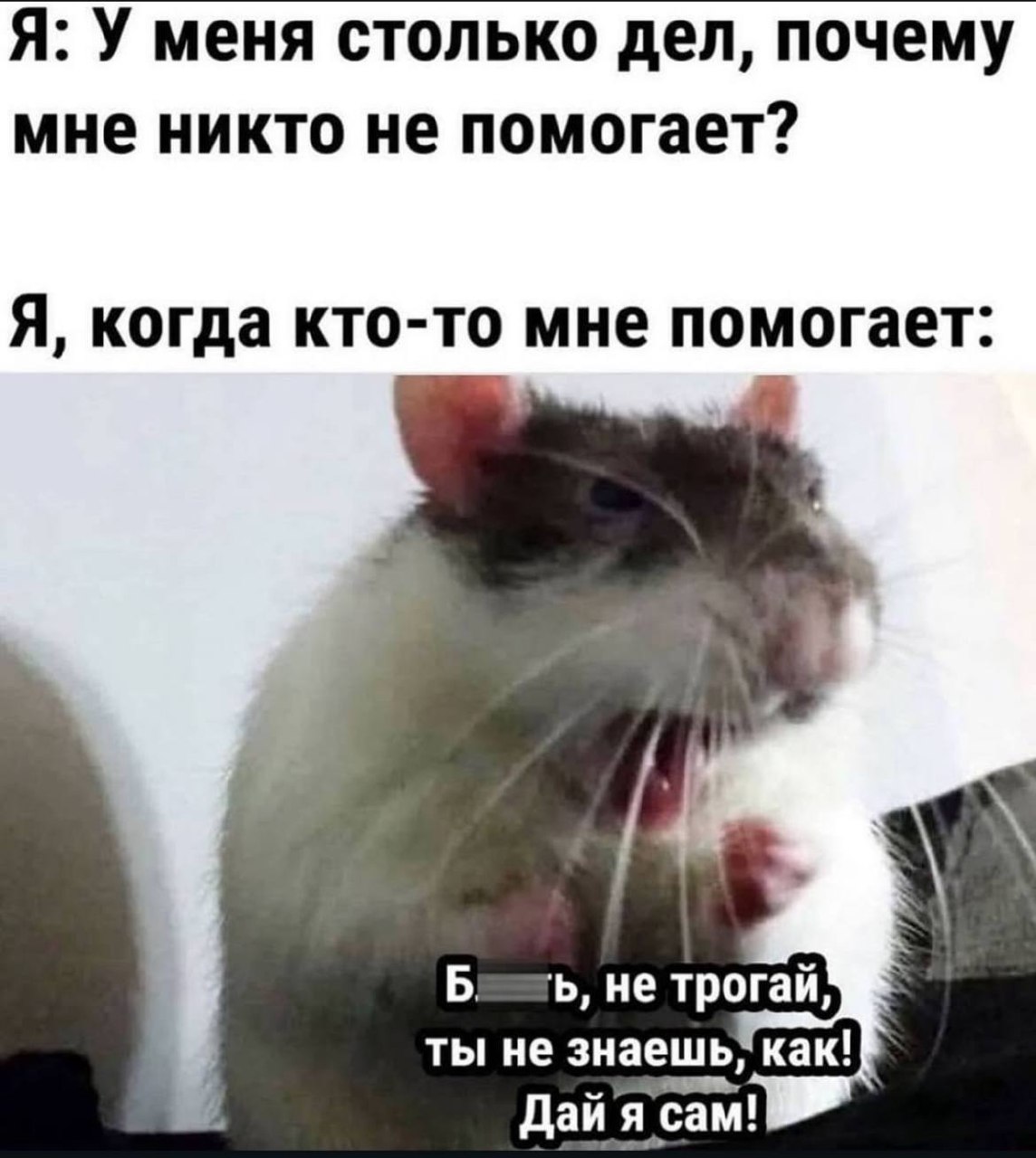 Я в двух мемах | Сетка — социальная сеть от hh.ru