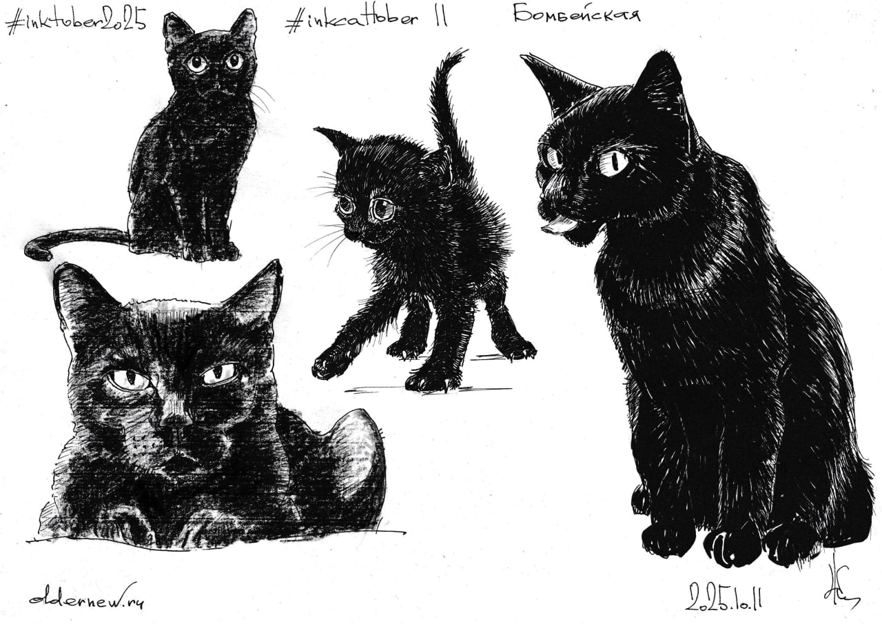 #inkcattober 11 — #Бомбейская (бомбей) — порода короткошёрстных кошек. Заводчица просто хотела миниатюрную копию чёрной пантеры😎.
.
Чернильная ручка, чёрные чернила; уголь (две левые); линер (правая) | Сетка — социальная сеть от hh.ru