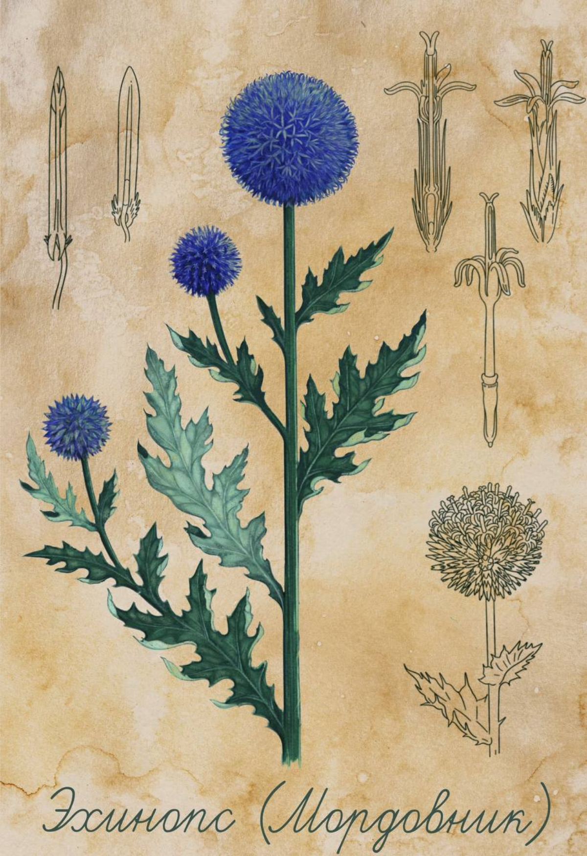 #ботаника #ботаническаяиллюстрация #цифроваяграфика #иллюстрация #иллюстрацияназаказ #дизайн #диджиталарт  
Мой любимый цветок, с неблагозвучным народным названием "мордовник"(а почему, интересно?) и ... | Сетка — социальная сеть от hh.ru