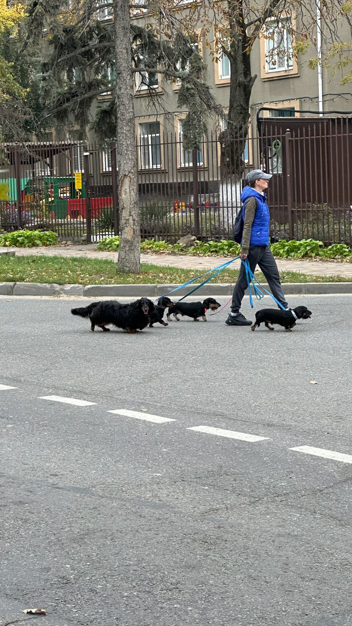 🐶 Хвостатый таксопарк
На одной из улиц Ставрополя заметили милую компанию на прогулке. Как сообщают подписчики, среди участников - сплошь чемпионы | Сетка — социальная сеть от hh.ru