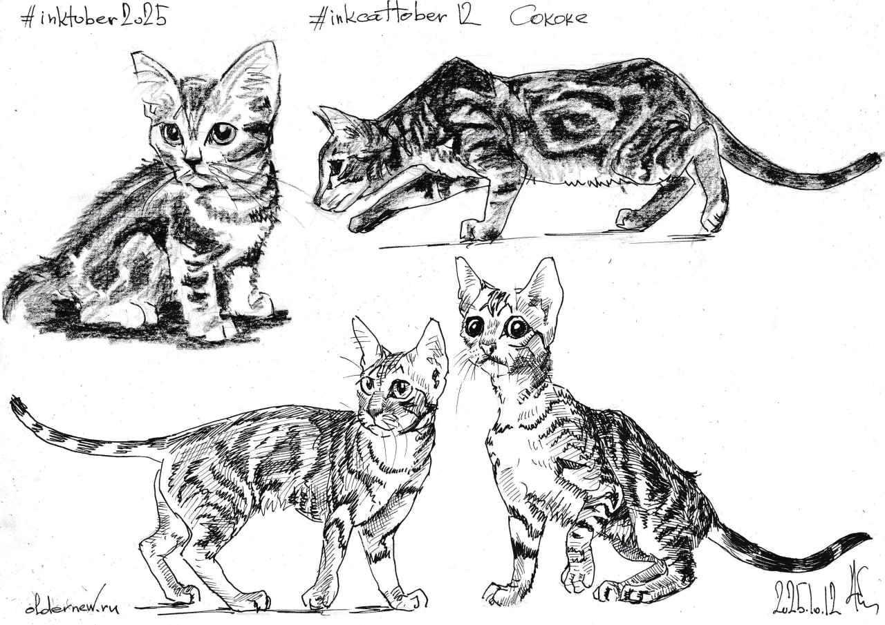 #inkcattober 12 — #Сококе. Короткошёрстная порода кошек на основе африканских кошек, живущих в районе Сококе в Кении в полудиком состоянии. Местные жители называют их хадзондзо. | Сетка — социальная сеть от hh.ru