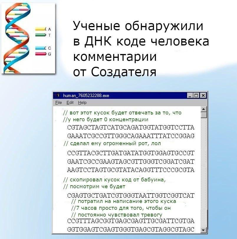 Теперь понятно почему человек состоит из багов | Сетка — социальная сеть от hh.ru