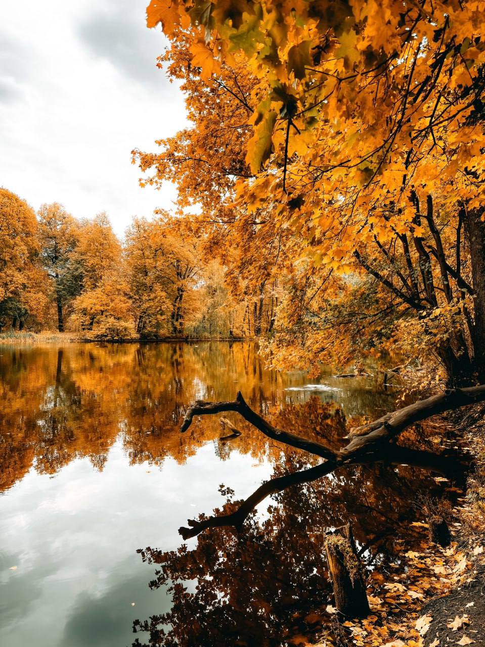 🍃Красивая осень в Подмосковье
📍Усадьба Быково
📲Подпишитесь на Вдвижении
#бесплатно #активныйотдых
В этом посте были ссылки, но мы их удалили по правилам Сетки | Сетка — социальная сеть от hh.ru