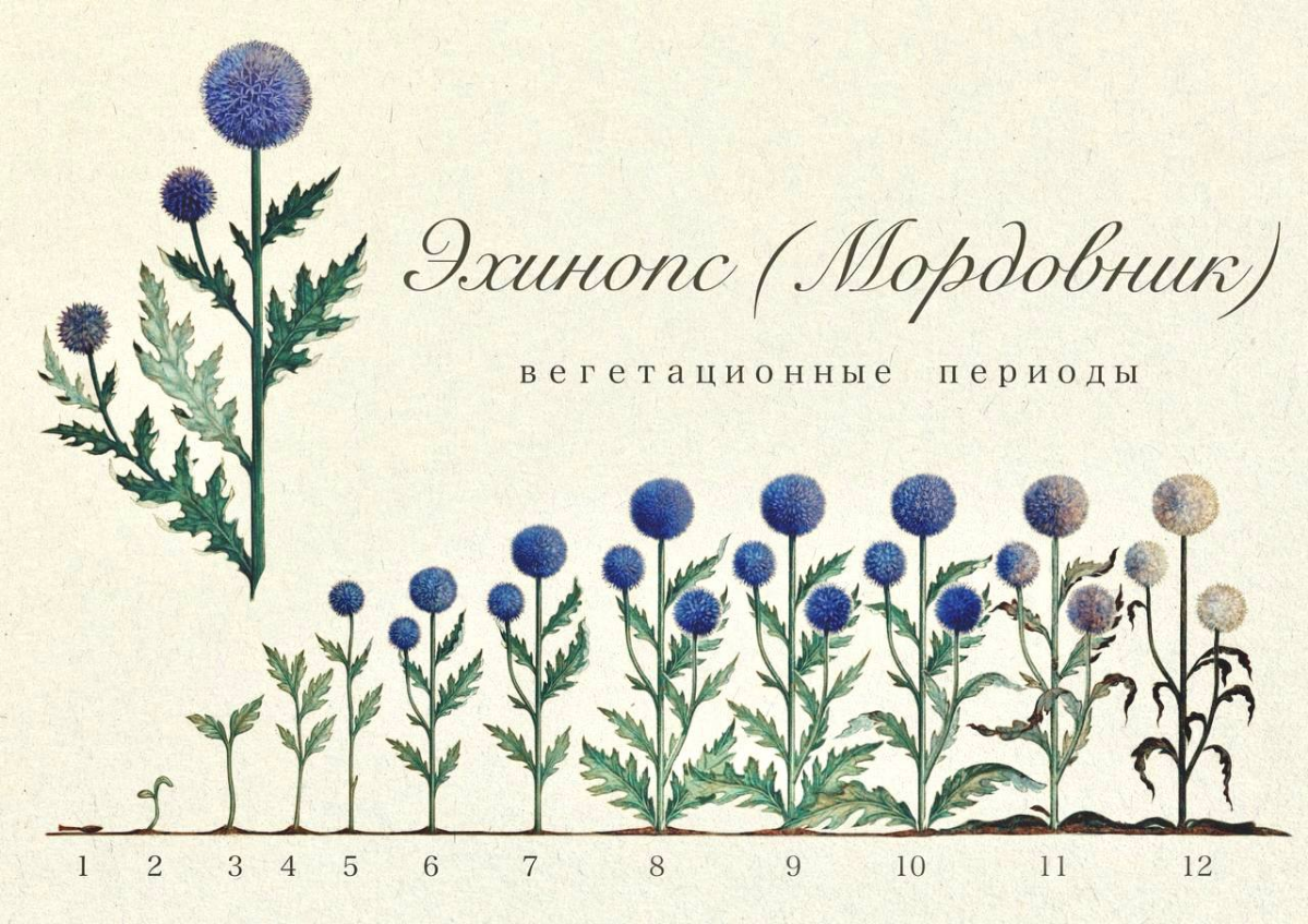 #ботаника #ботаническаяиллюстрация #цифроваяграфика #иллюстрация #иллюстрацияназаказ #дизайн #диджиталарт  
Мой любимый цветок, с неблагозвучным народным названием "мордовник"(а почему, интересно?) и ... | Сетка — социальная сеть от hh.ru