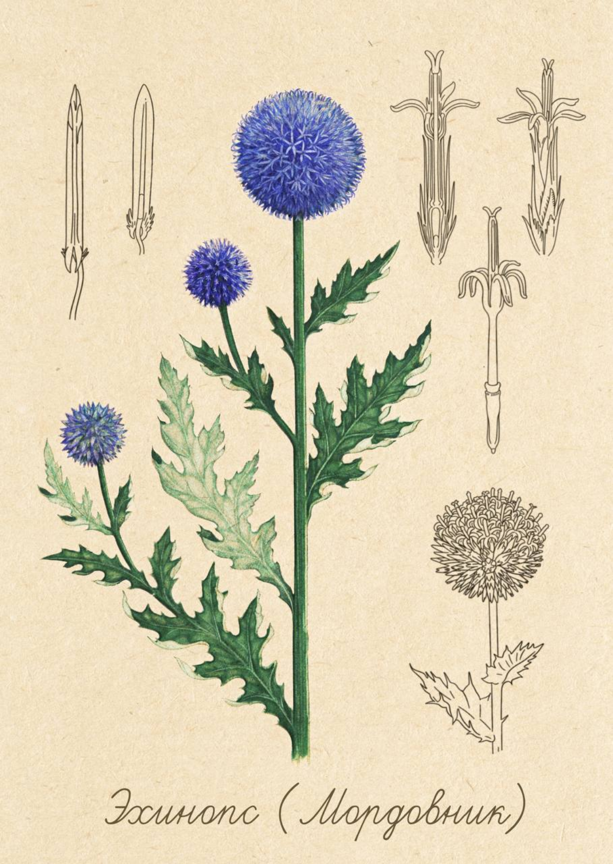 #ботаника #ботаническаяиллюстрация #цифроваяграфика #иллюстрация #иллюстрацияназаказ #дизайн #диджиталарт  
Мой любимый цветок, с неблагозвучным народным названием "мордовник"(а почему, интересно?) и ... | Сетка — социальная сеть от hh.ru